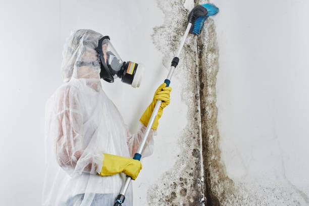 Best Local Mold Removal Service  in Perry, OK