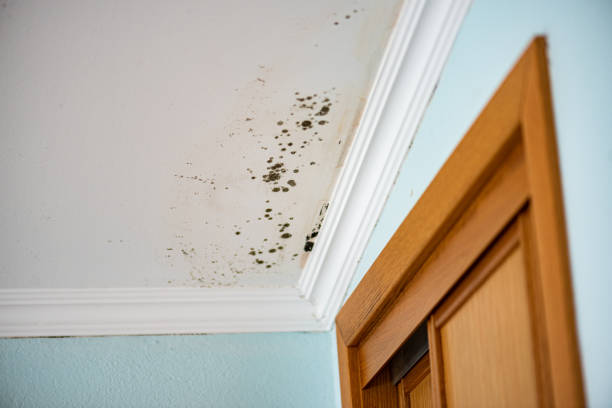 Best Professional Mold Removal  in Perry, OK