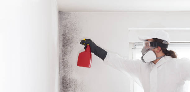 Best Professional Mold Removal  in Perry, OK