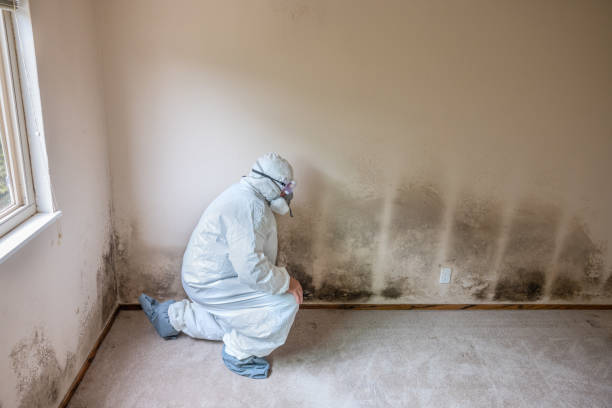 Best Certified Mold Removal  in Perry, OK