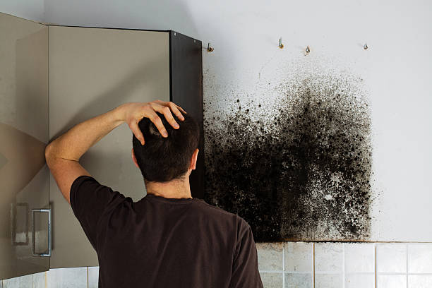 Best Mold Removal Company Near Me  in Perry, OK