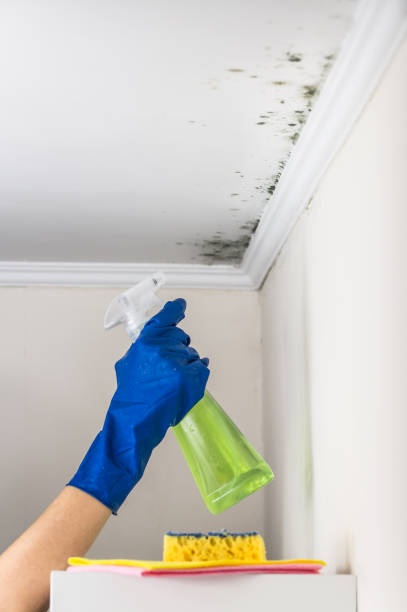 Best Commercial Mold Removal  in Perry, OK